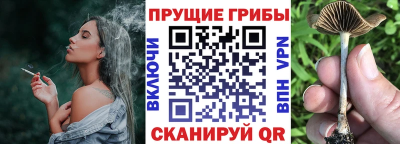 Псилоцибиновые грибы мицелий  kraken   Андреаполь  купить  цена 